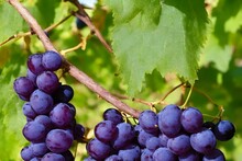 Closeup shot of concord grapes on vine in a vineyard on a sunny day with blur background