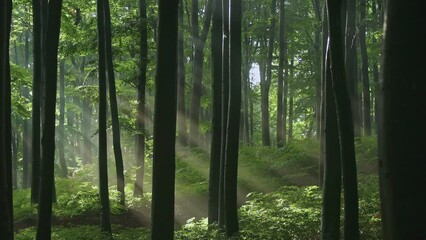 Poster - Spectacular sun rays inside the forest after rain. Sun enters the forest. Drops of water still falling from the trees