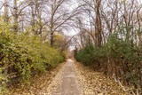 Fototapeta Sawanna - forest path autumn winter environment