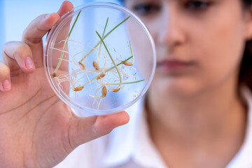 Wall Mural - food quality inspection laboratory young woman examine wheat sprouts biochemical analysis