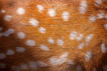 Wall Mural - sika deer fur close up. red animal fur background, fur texture. dappled deer.