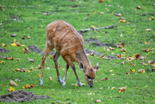 Sitatunga Antelope In The Meadow