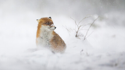 red fox, vulpes vulpes, sitting on white pasture in winter snowstorm. orange mammal looking on snowy