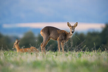 two roe deer, capreolus capreolus, grazing on green pasture in autumn nature. hind looking to the ca