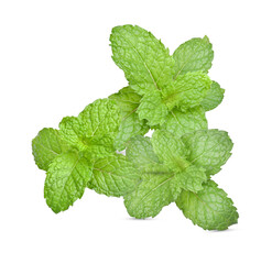 Canvas Print - Set of Fresh green mint  leaves  on transparent. Aromatic herbs It helps the nervous system well.