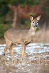 Wall Mural - roe deer, capreolus capreolus, standing on dry snowy grass in autumn nature. female mammal looking o
