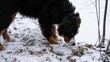 Cute fluffy Bernese mountain dog in the snowy valley