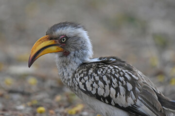 Wall Mural - Southern Yellow-billed Hornbill (Tockus leucomelas)