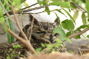 Wall Mural - Female Spotted Eagle-owl (Bubo africanus) on nest