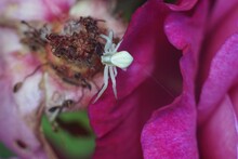 Closeup Of A White Flower Crab Spider Standing On A Pink Flower