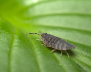 Canvas Print - Closeup of a common rough woodlouse (porcellio scaber latreille) standing on a green leaf