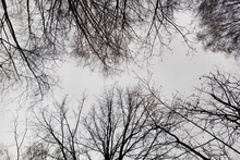 Gloomy Gray Sky. Natural Background. Bare Trees Against The Sky.