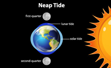 Wall Mural - diagram showing neap tides