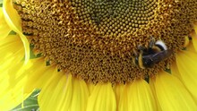 Closeup Of A Small Bumblebee On A Beautiful Sunflower Under The Sunlight
