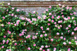 Pink Roses on a Brick Wall