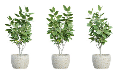 Ficus tree in a pot, rendered from different angles, 3D rendering