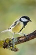 Closeup of a great tit (Parus major) on a branch