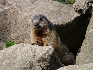 Canvas Print - Closeup shot of the alpine marmot on a rock