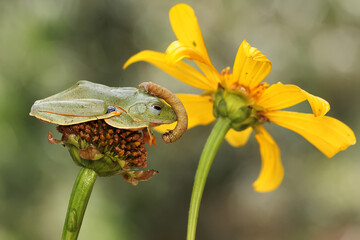 Wall Mural - A green tree frog is preying on a caterpillar s are hunting for prey on a yellow wildflower. This amphibian has the scientific name Rhacophorus reinwardtii.