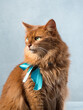 Portrait of a cat on blue background