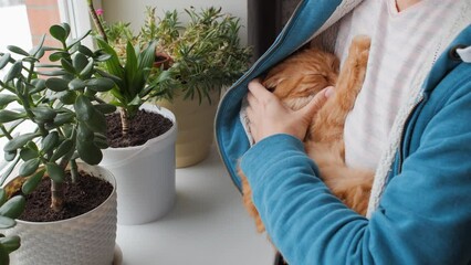 Wall Mural - Woman puts sleepy ginger cat in her bosom of hoody. Pet owner. Cat lover. Woman strokes cute fluffy pet. Room succulent plants on window sill.