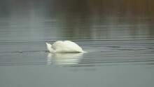 The Swan Gently Dips And Dives In And Out Of The Lake