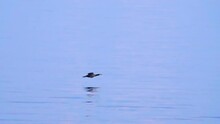 Flight Of A Bird (cormorant) Over The Water Surface (Flying Over The Reredos, Feet Wet). Super Slow Motion 1000 Fps