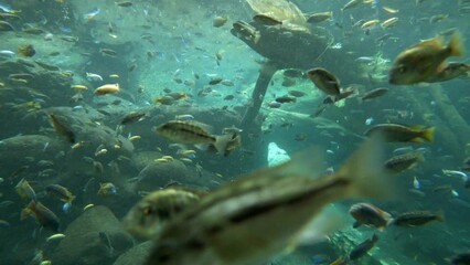 Poster - Beautiful view of underwater life. A crocodile in the water full of fish.