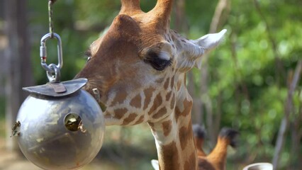 Poster - Closeup of a giraffe eating leaves from a small hanging ball.