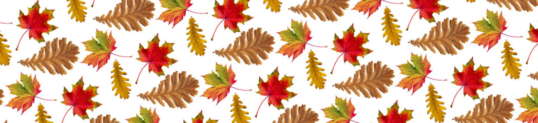 Wall Mural - Autumn landscape. Pattern of autumn oak and maple leaves on a white background.