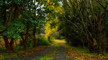  path in the autumn forest