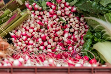 Poster - Closeup of radish in a market