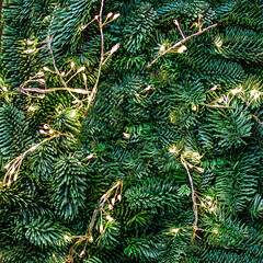Wall Mural - christmas tree branches with golden lights garland as a background top view. xmas pattern, nature ne