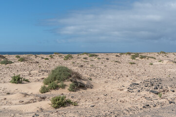 Canvas Print - landscape in canarias