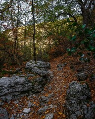 Canvas Print - Vertical shot of a path covered with colorful leaves in the forest in autumn