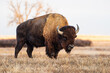 American Bison on the High Plains of Colorado. Bull Bison. Bull Bison standing in a field at sunrise.