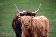 Portrait of Highland cattle breeds standing on grass farm