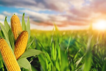 Wall Mural - Tasty yellow ripe Corn cobs on big field background.