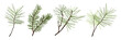 © Feodora_21 - Pine and fir branches. Christmas tree plant elements.  Christmas and New Year symbols