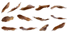 Collection Of Dried Leaves