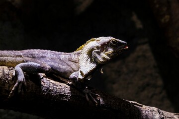 Wall Mural - Closeup shot of a lizard on the branch