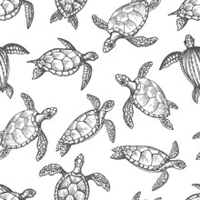 Turtle Reptile Sketches Seamless Pattern Of Marine Animals And Land Reptiles. Vector Background Of Sea Turtles, Terrapins And Tortoises With Shells, Flippers And Heads, Hand Drawn Backdrop Design