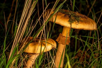 Sticker - Cortinarius caperatus mushrooms growing in the rainforest