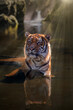 Tiger eye contact.  Sees the prey, head up with calm expression. Sumatran tiger in the water. 