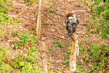 Small Red-capped Mangabey Monkey, Sitting On A Wooden Pole In A Forest, Surrounded By Green Leaves