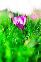 Canvas Print - Selective focus shot of a purple crocus flower in a garden