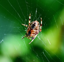 Euroopean Garden Spider  On Its Web