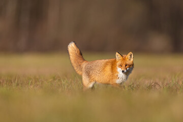 Canvas Print - Mammals - European Red Fox (Vulpes vulpes)