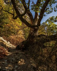 Poster - Vertical shot of a big tree in the forest in autumn