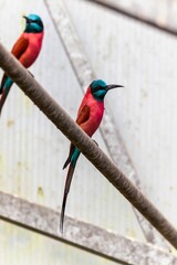 Poster - Vertical closeup of northern carmine bee-eaters, Merops nubicus.